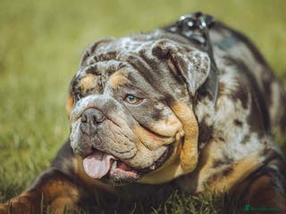English Bulldog dogs Blue, Lilac & Tan Merle British Bulldog |STUD ONLY - Advert 6