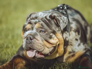 English Bulldog dogs Blue, Lilac & Tan Merle British Bulldog |STUD ONLY - Advert 11