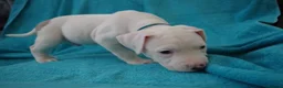 American Bulldog dogs for sale: Outstanding Merle American Bulldogs - Advert 28