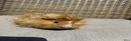 Guinea Pig rodents for sale: 5 Handsome long haired male guinea pigs. - Advert 4