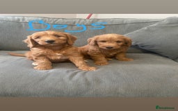 Irish Doodle dogs for sale: Irish doodle puppies - Image 2