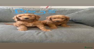 Irish Doodle dogs - Advert 6