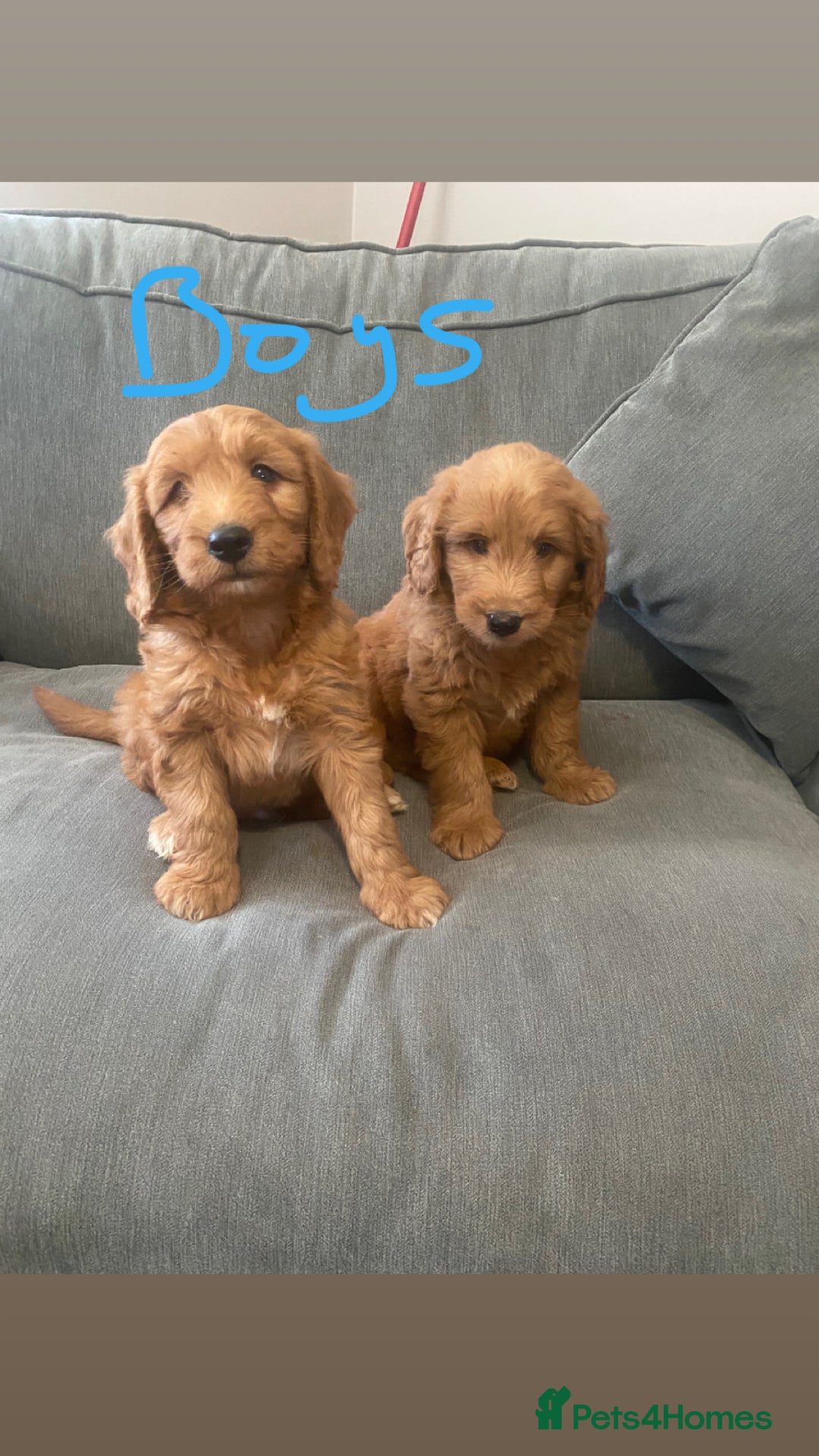 Irish Doodle dogs for sale: Irish doodle puppies - Image 2