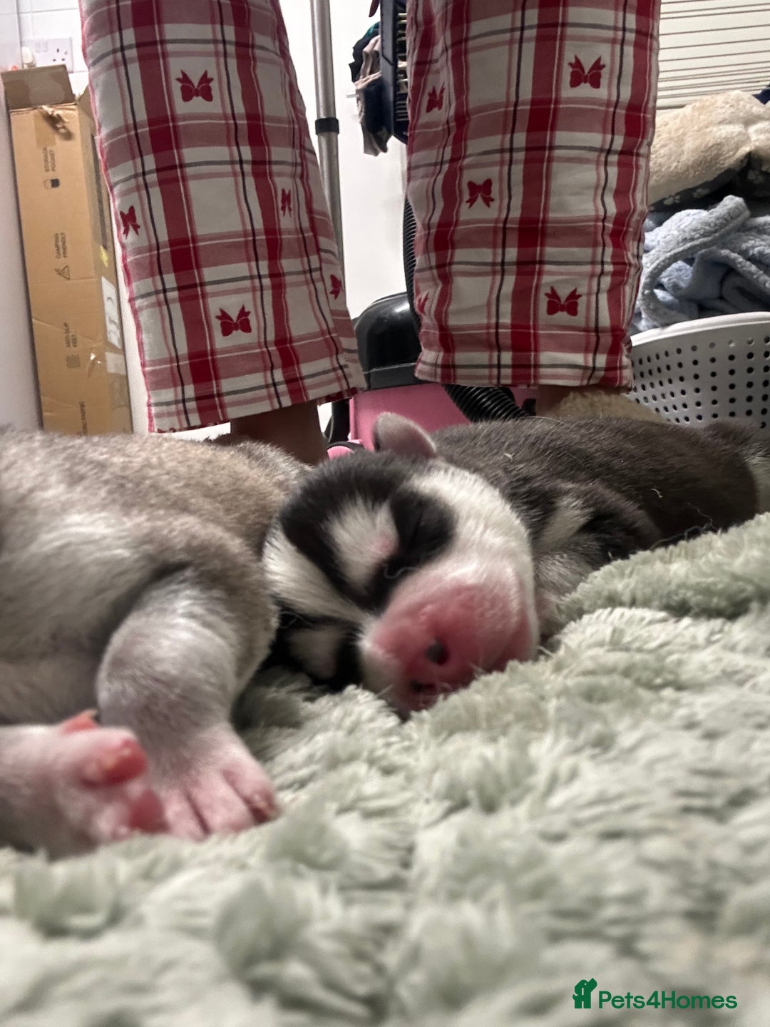Siberian Husky dogs for sale:  **  Day puppies  - Advert 6