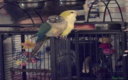 Parrots birds for sale: Conure and Quaker parrots - Image 3