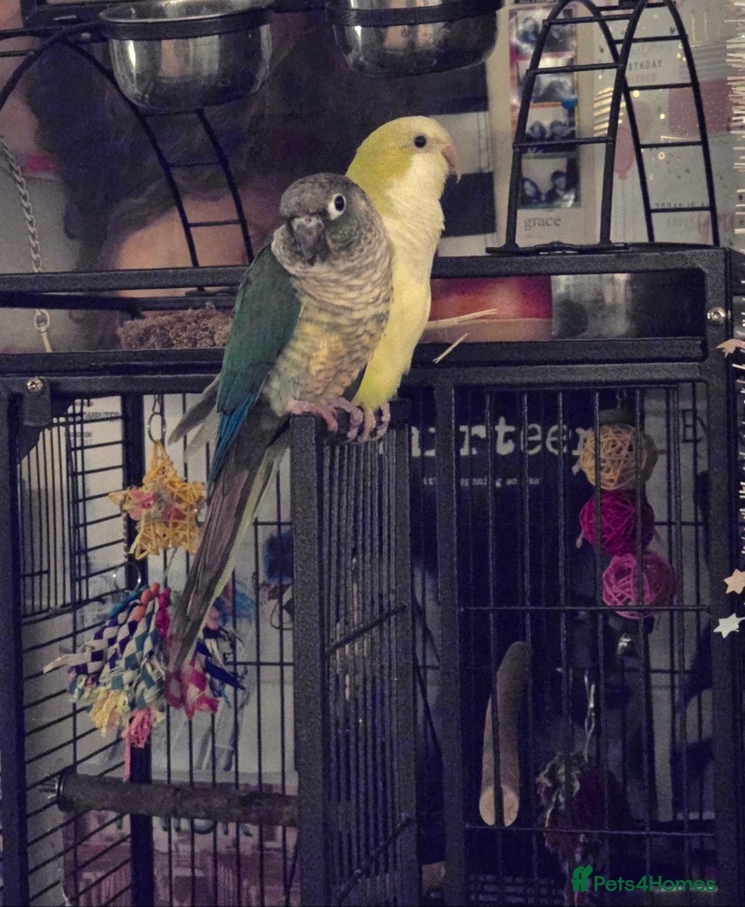 Parrots birds for sale: Conure and Quaker parrots - Image 3
