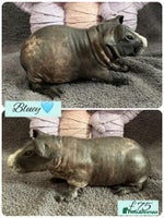 Guinea Pig rodents - Advert 6