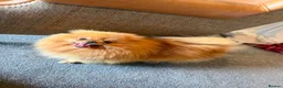 Pomeranian dogs for sale: Kc orange female stunning 3 years - Advert 3