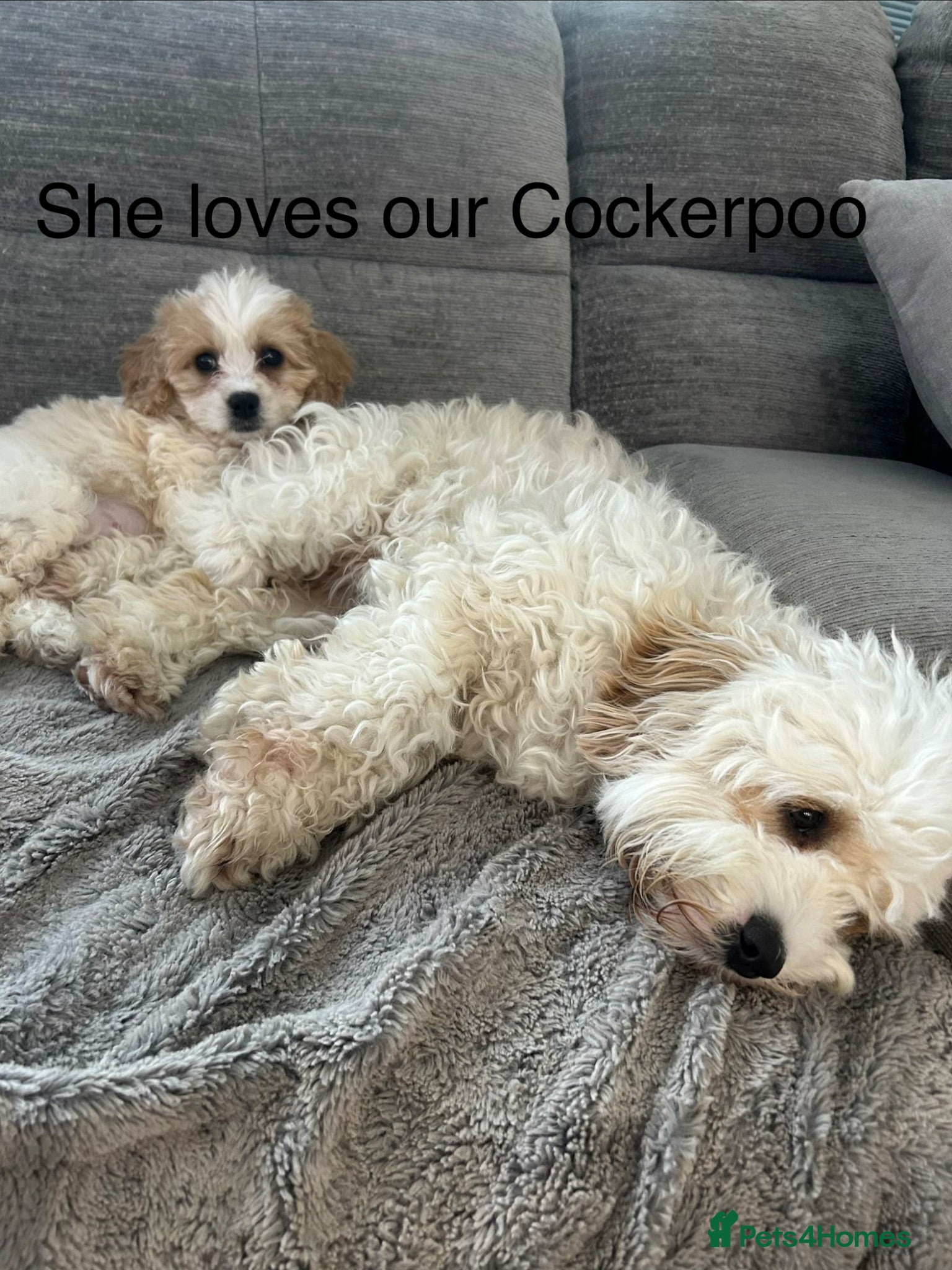 Cavapoo dogs F1 Girl (1 left) Cavapoo - viewings this weekend  - Advert 2