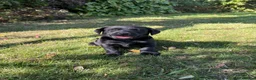 Labrador Retriever dogs for sale: Handsome Labrador dogs available  in Durham - Advert 13