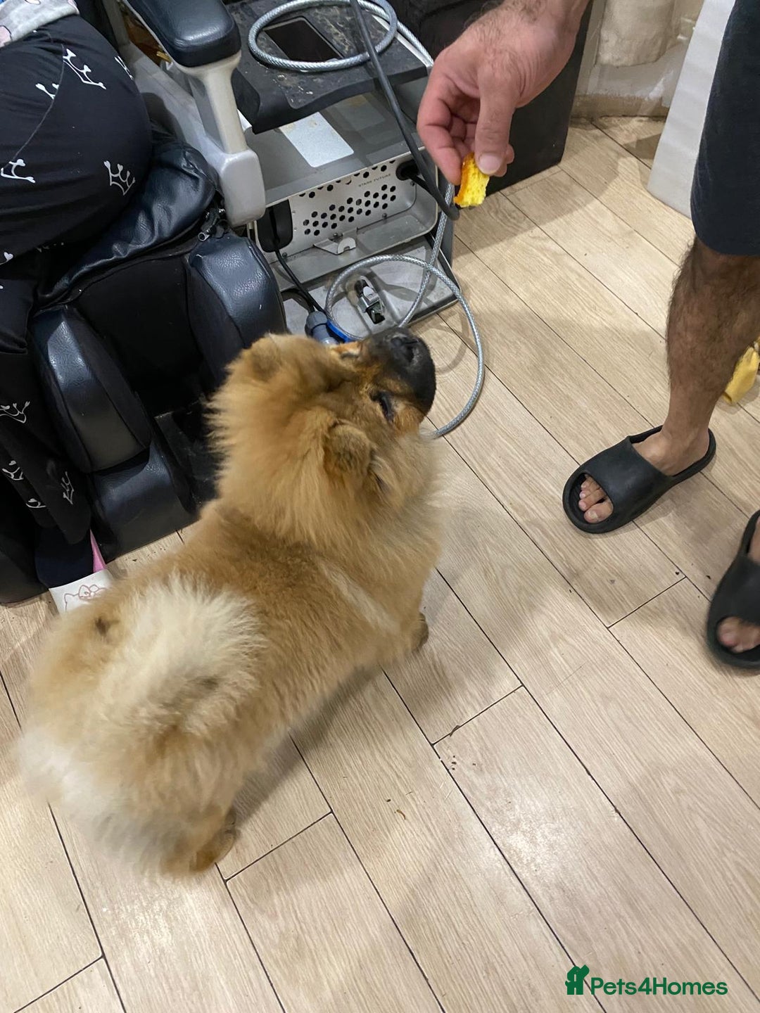 Chow Chow dogs for sale: Chow chow - Advert 5