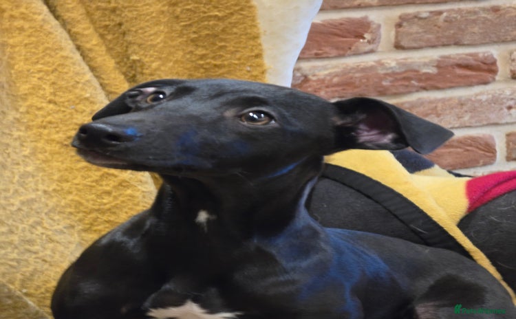 Mixed Breed dogs - Advert 3