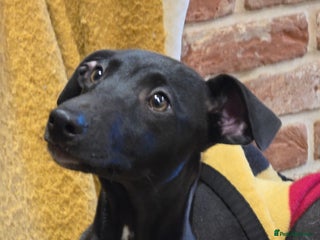 Mixed Breed dogs - Advert 29