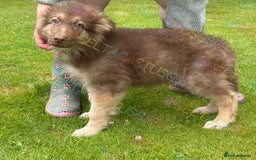 German Shepherd dogs for sale:  Reduced kcreg liver and German shepherd pups  - Image 2