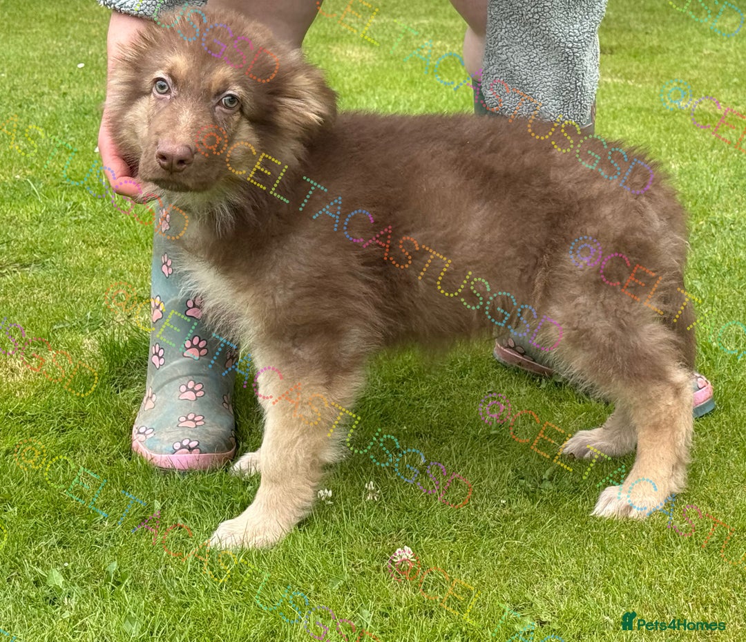 German Shepherd dogs for sale:  Reduced kcreg liver and German shepherd pups  - Image 2