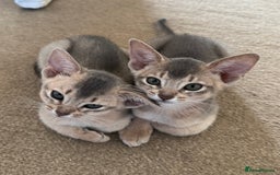 Abyssinian cats for sale: Fawn Abyssinian Kitten 🌟 in Hove - Image 13