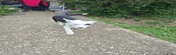 Welsh Collie dogs for sale: 8 collie puppys  - Advert 1