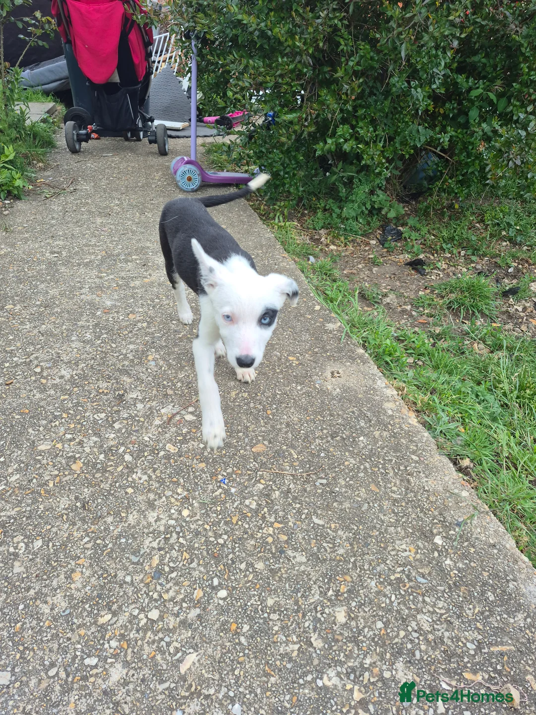 Welsh Collie dogs for sale: 8 collie puppys  - Advert 1