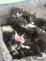 Mixed Breed cats Beautiful Black and White Kittens - Advert 9