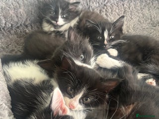 Mixed Breed cats Beautiful Black and White Kittens - Advert 5