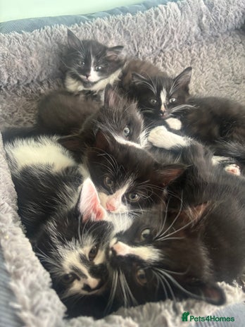 Mixed Breed cats Beautiful Black and White Kittens - Advert 3