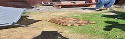 Tortoise reptiles for sale: Xxl sulcata tortoise  - Advert 3