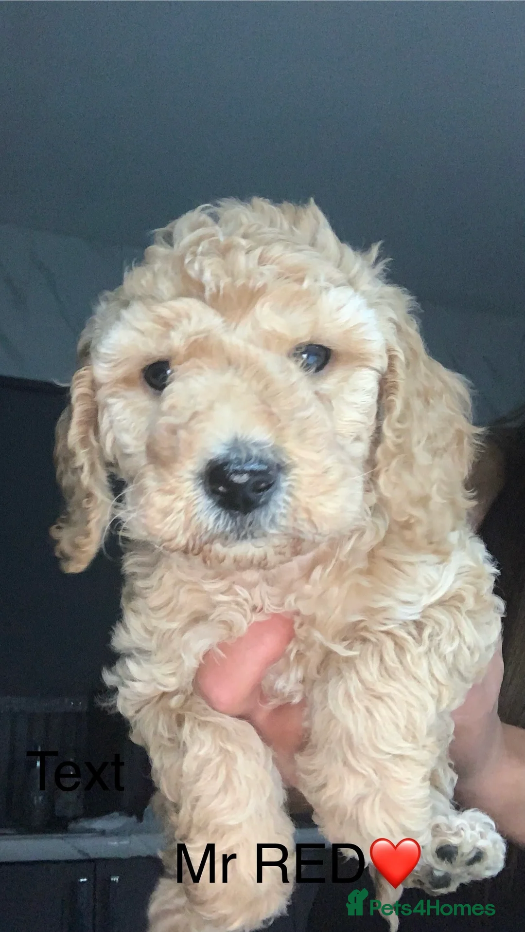 Labradoodle dogs for sale: Miniature Labradoodle  - Advert 36
