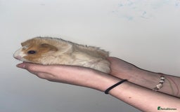 Guinea Pig rodents for sale: Stunning baby Guinea pigs 🤍 - Image 8