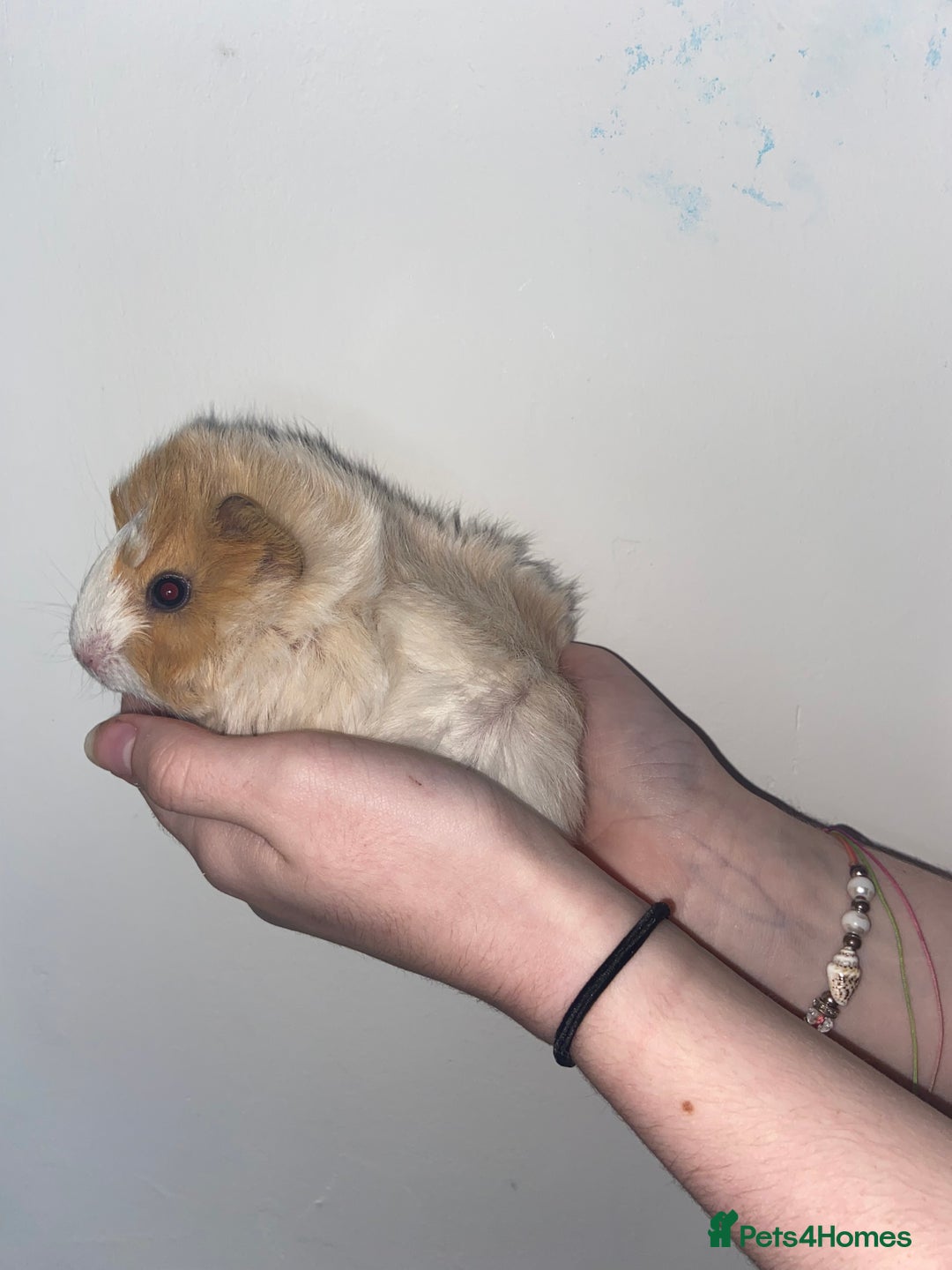 Guinea Pig rodents for sale: Stunning baby Guinea pigs 🤍 - Image 8