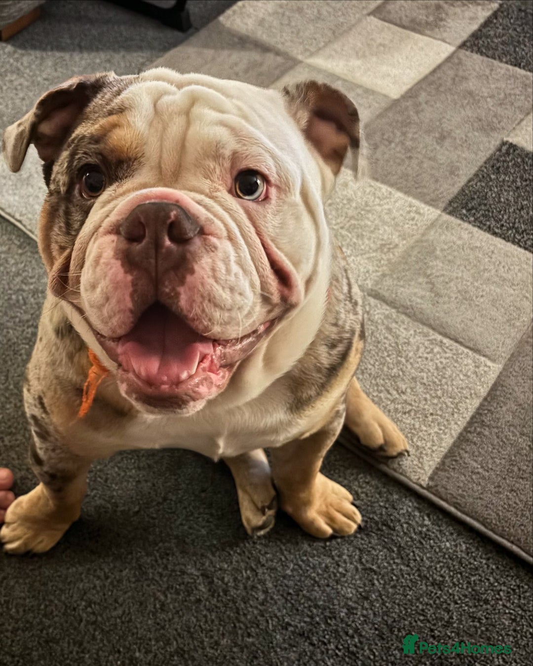 English Bulldog dogs for sale: In tact English bulldog looking for forever home - Image 5