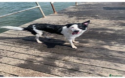 Border Collie dogs for stud: Beautiful border collie for stud -proven in Southampton - Image 6