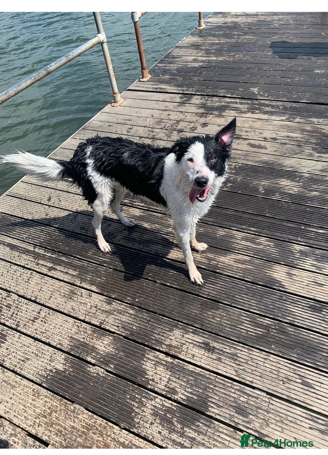 Border Collie dogs for stud: Beautiful border collie for stud -proven in Southampton - Image 6