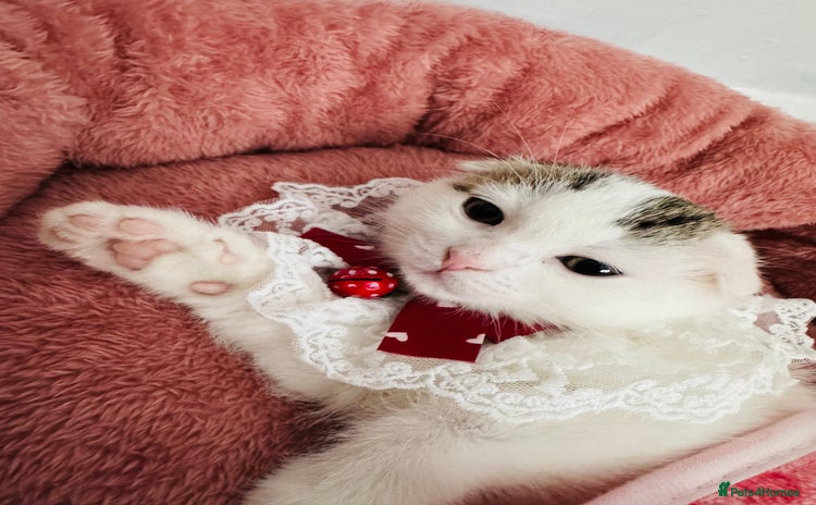 Scottish Fold cats - Advert 10