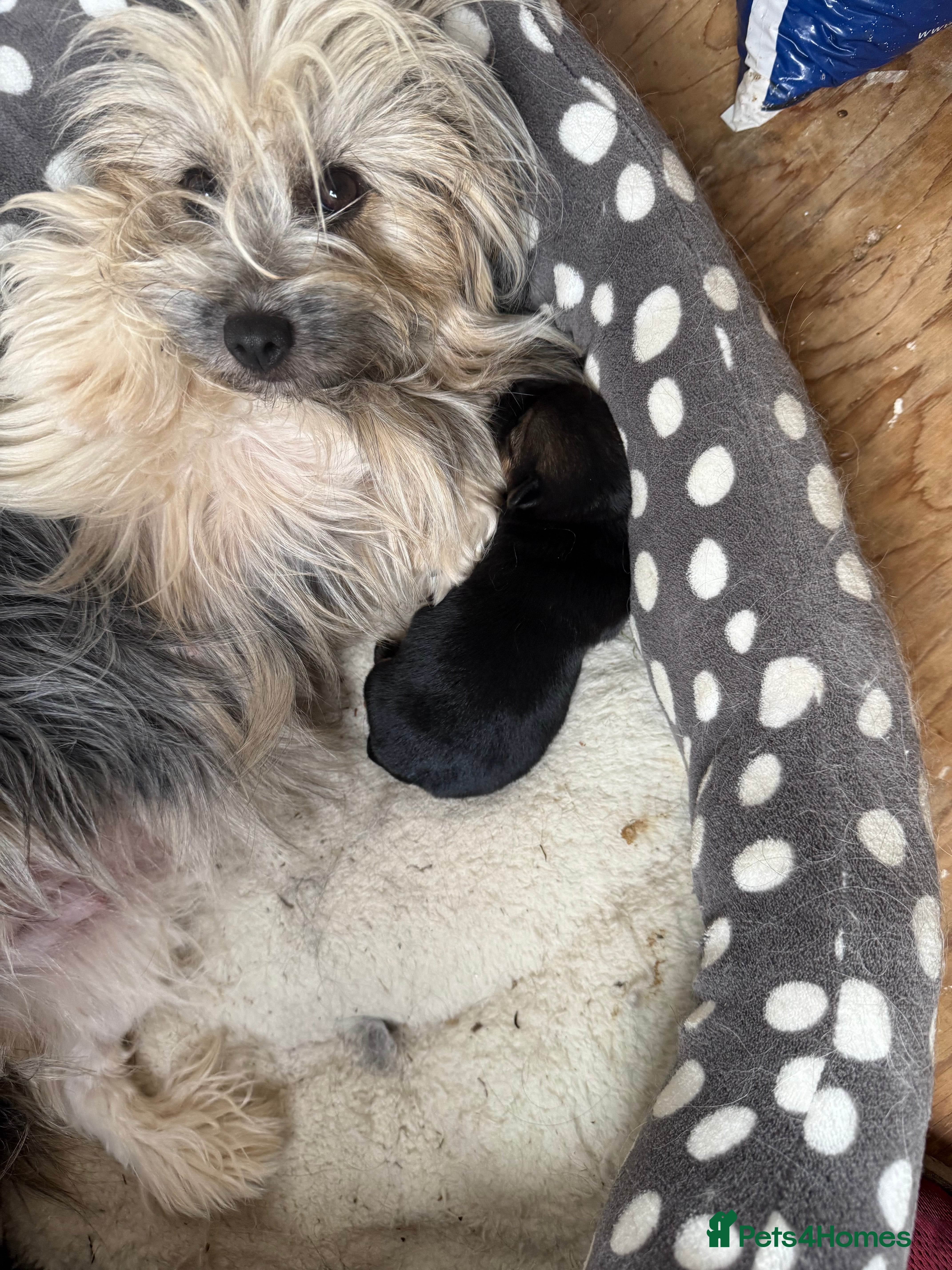 Mixed Breed dogs Tiny and beautiful  - Advert 10