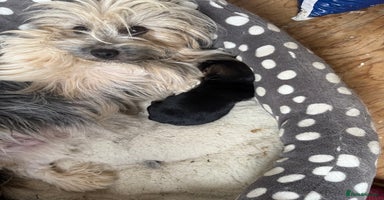 Mixed Breed dogs - Advert 2