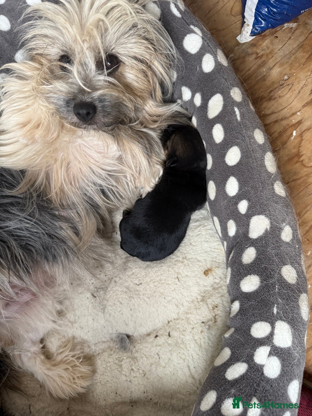 Mixed Breed dogs for sale: Tiny and beautiful  - Image 2