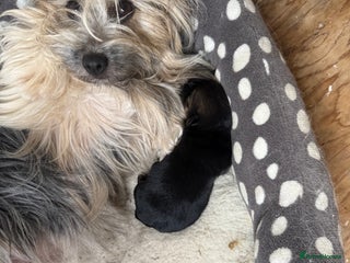 Mixed Breed dogs Tiny and beautiful - Advert 5