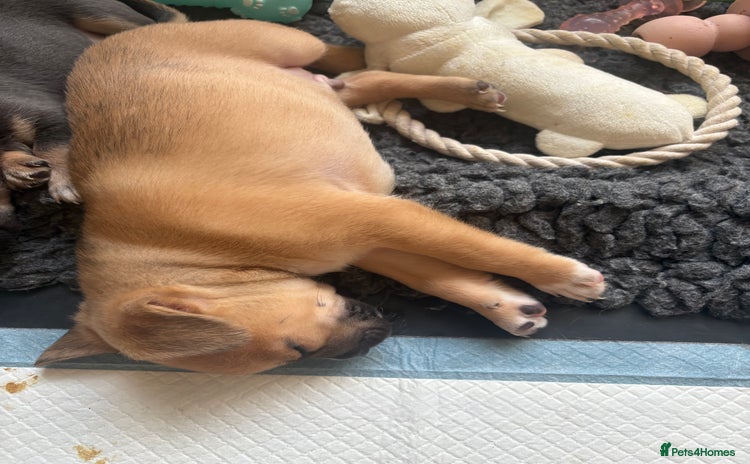 Mixed Breed dogs - Advert 14