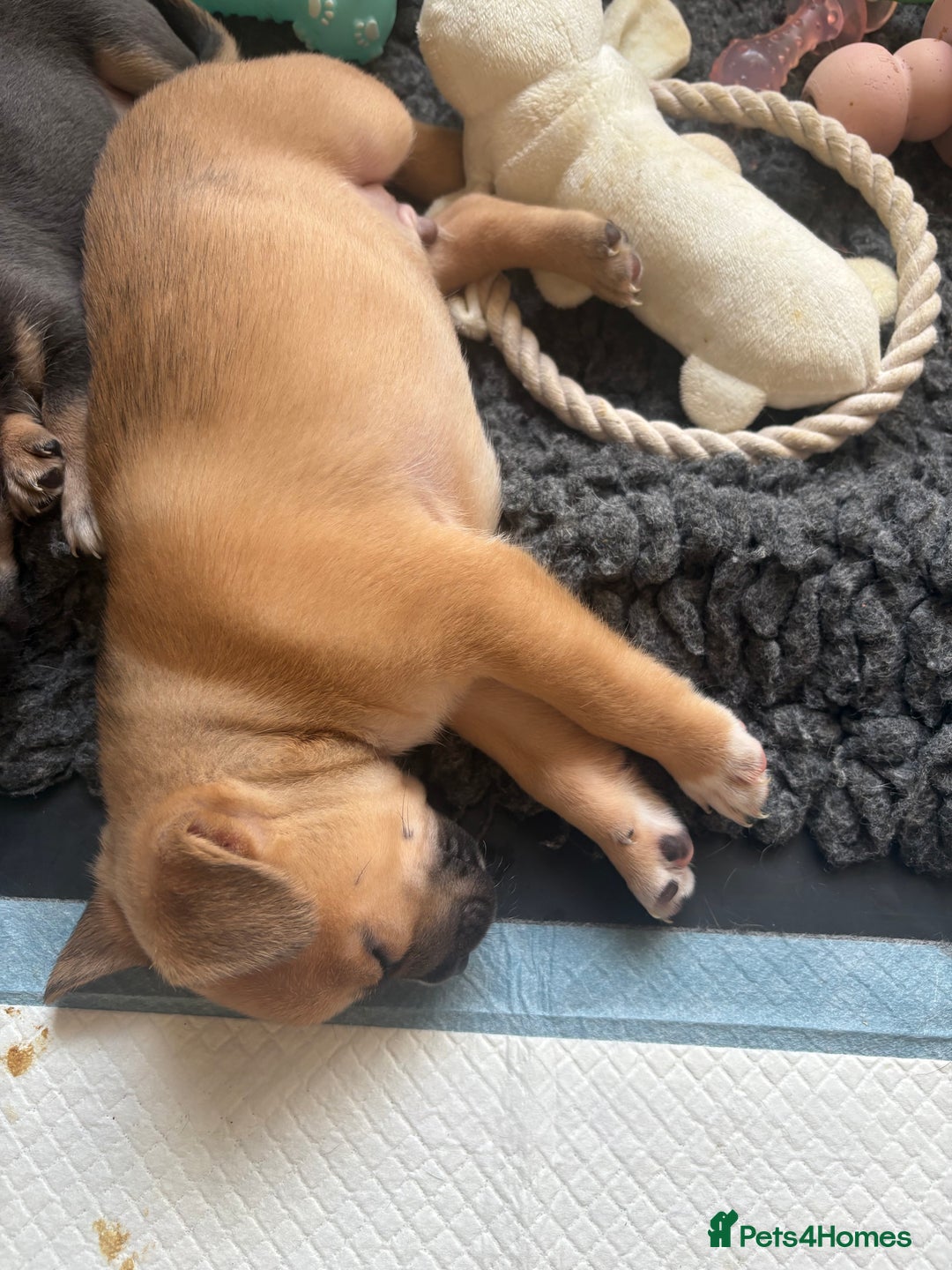 Mixed Breed dogs for sale: French bullhuahua - Image 6