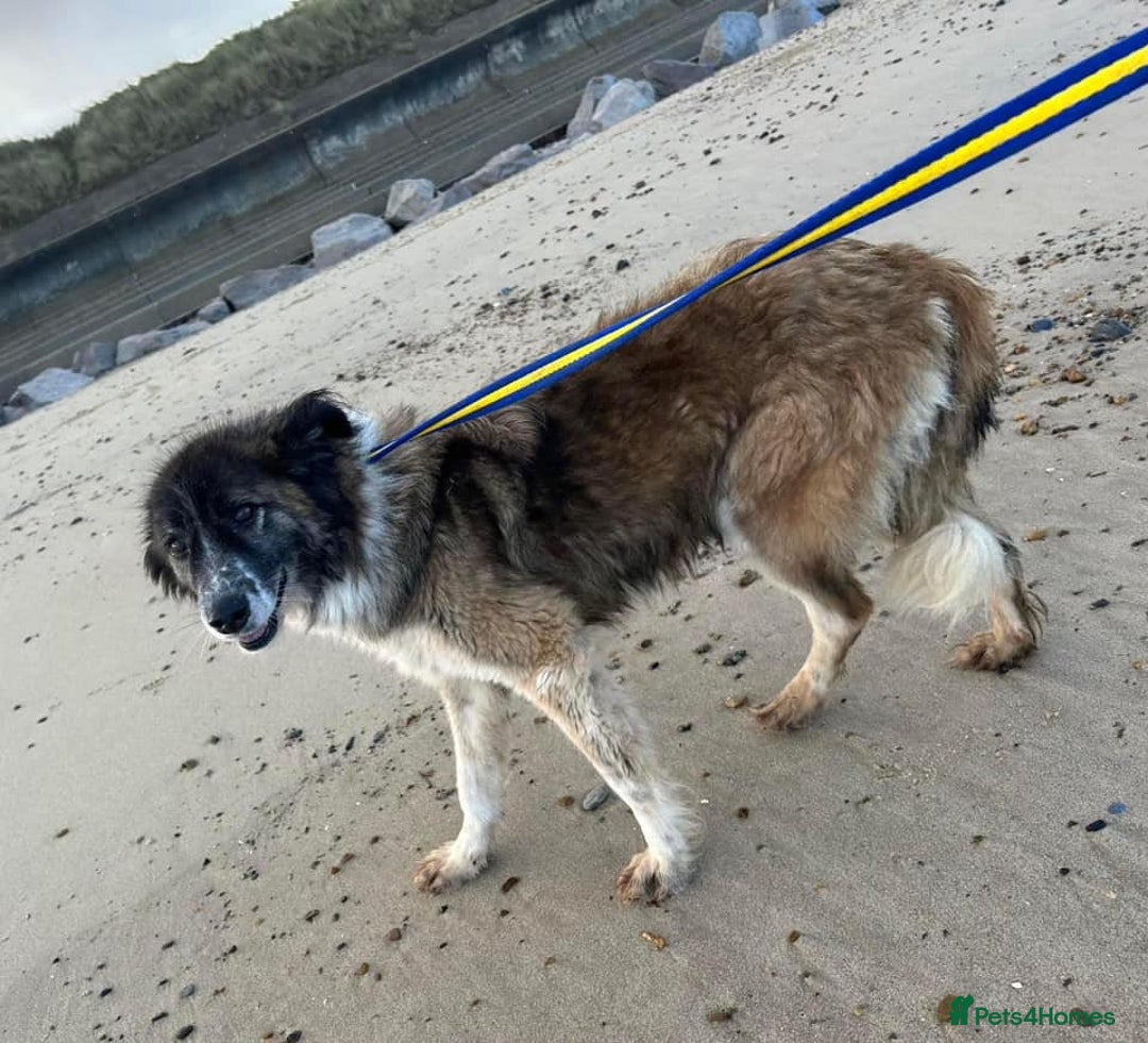 Mixed Breed dogs for adoption: Hilda - Norwich Norfolk  - Image 29