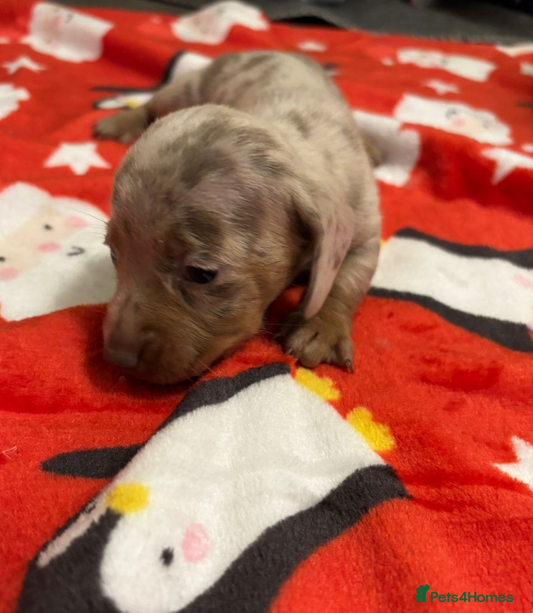 Miniature Dachshund dogs for sale: 6 Miniature dacshund puppies  - Advert 7