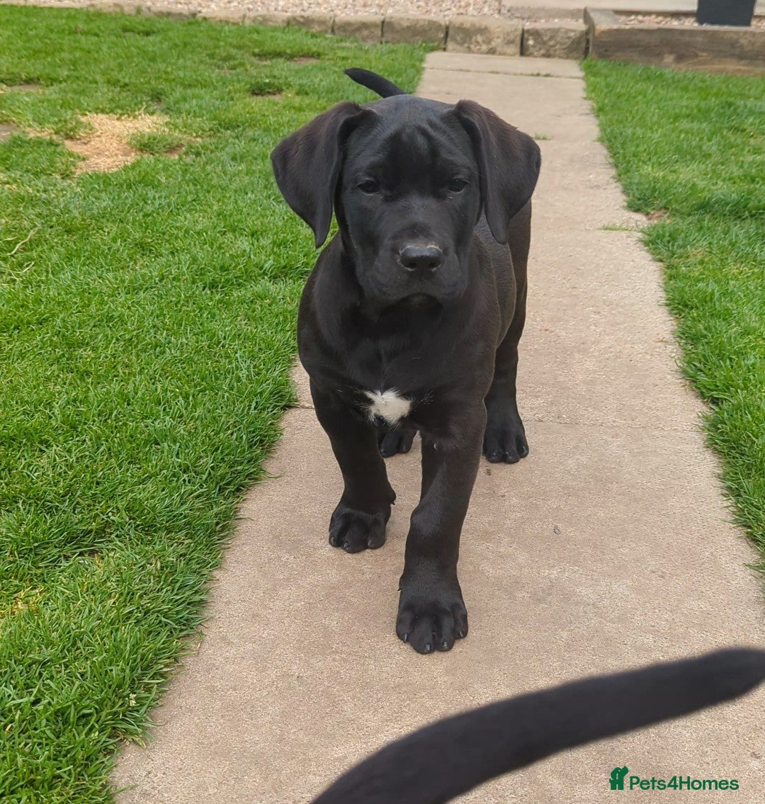 Presa Canario dogs STUNNING BLACK PRESA CANARIO PUPS  - Advert 1