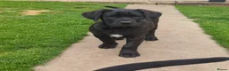 Presa Canario dogs for sale: STUNNING BLACK PRESA CANARIO PUPS  - Advert 15