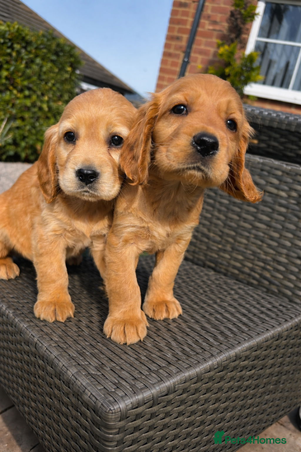 Cocker Spaniel dogs 🌈 Ready To Leave 🌈 - Advert 2