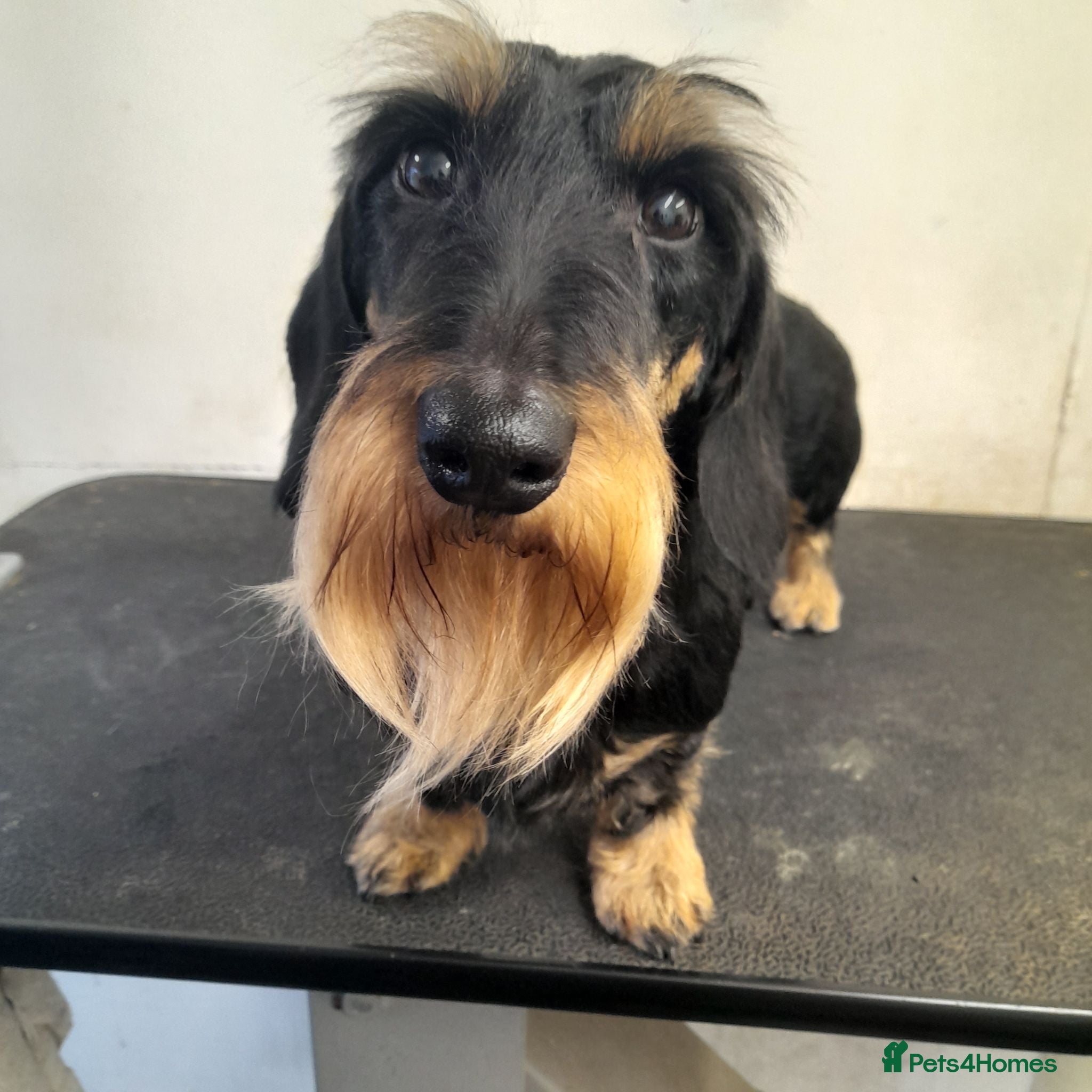 Dachshund dogs Wirehaired Dachshund KC and health tested. - Advert 4