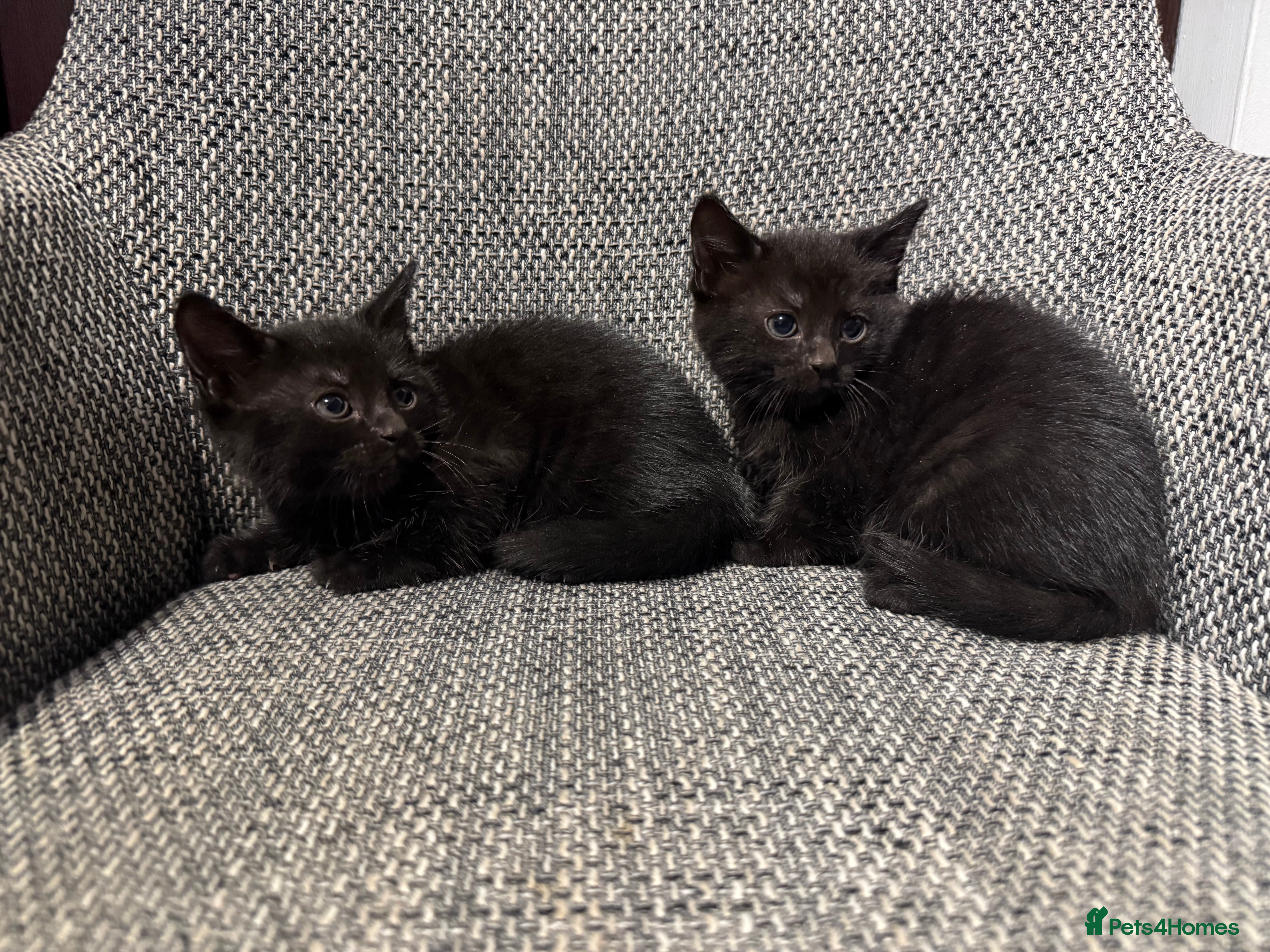 British Shorthair cats British shorthair kittens - Advert 4