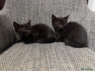 British Shorthair cats British shorthair kittens - Advert 4