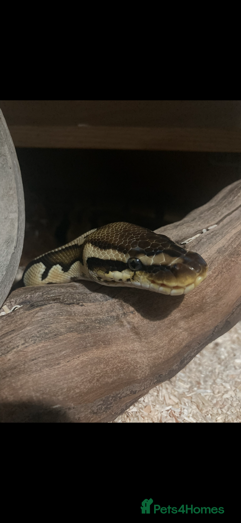 Python Snake reptiles Ball python  - Advert 1