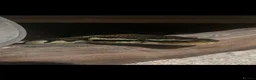 Python Snake reptiles for sale: Ball python  in Brierley Hill - Advert 1