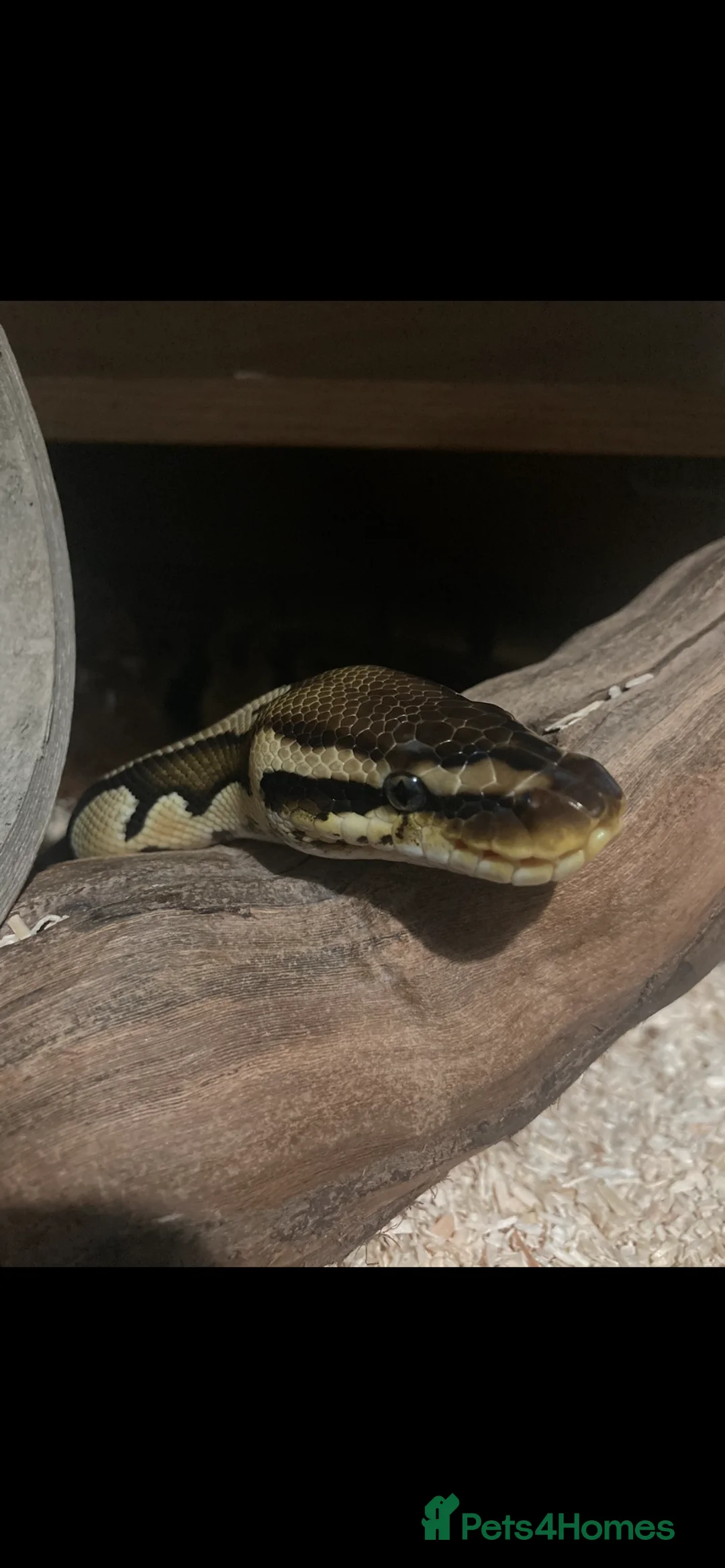 Python Snake reptiles for sale: Ball python  in Brierley Hill - Advert 1